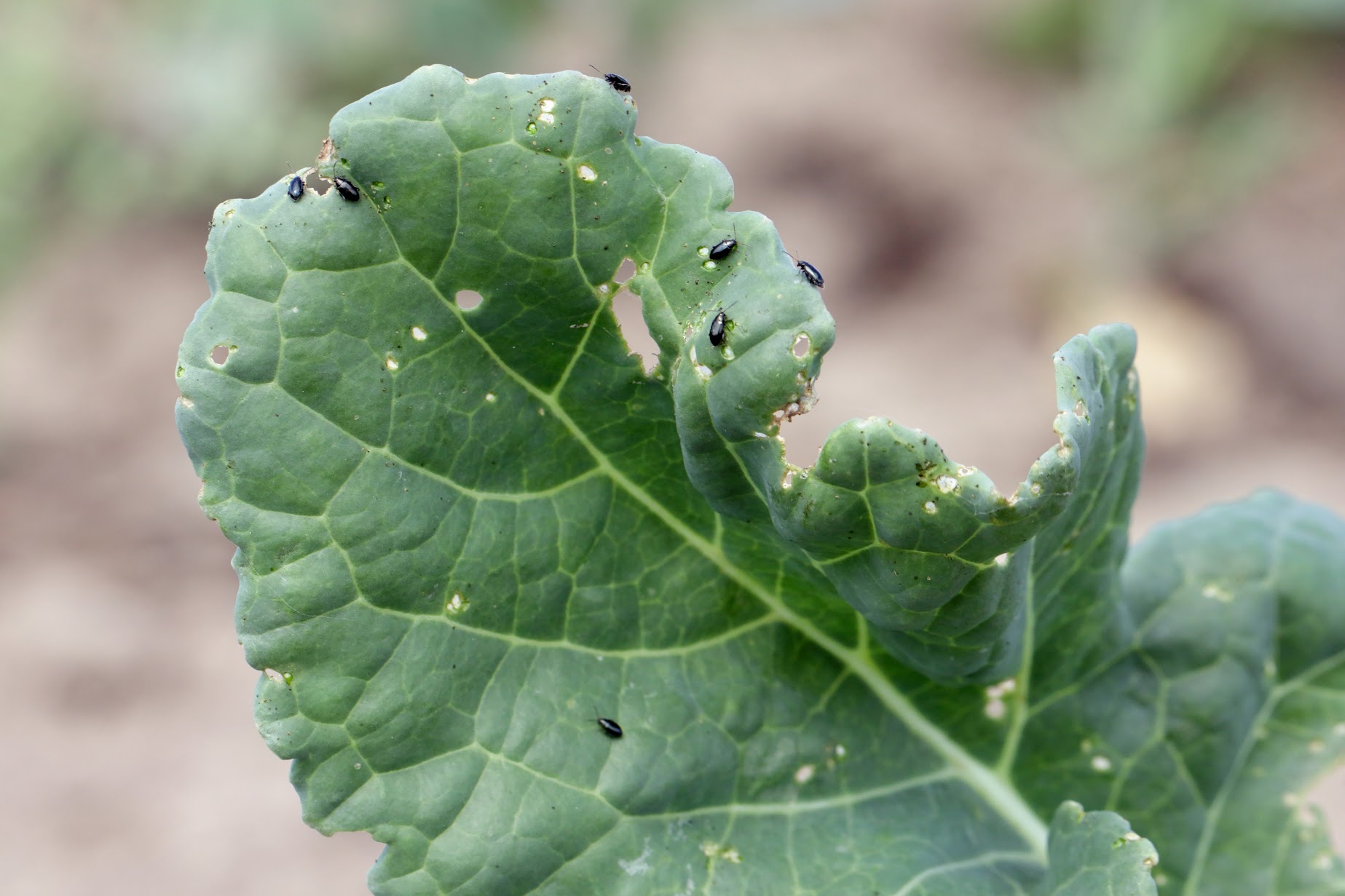 Altises du colza sur une feuille de chou Zollinger Bio