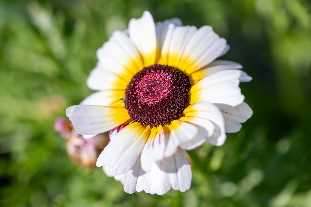 Chrysanthème à Carène, Mélange Extra
