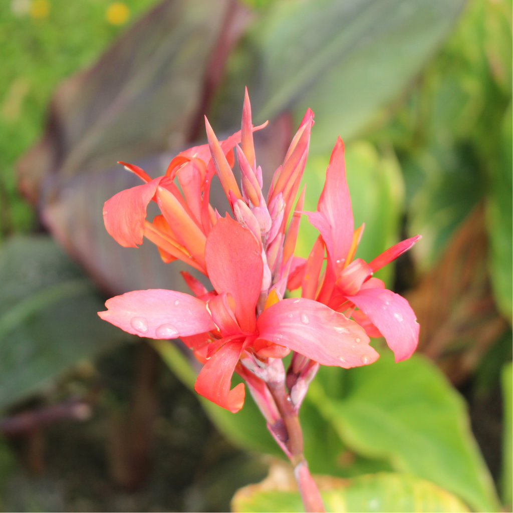 Balisier/Canna des Indes, Canna Indica orange