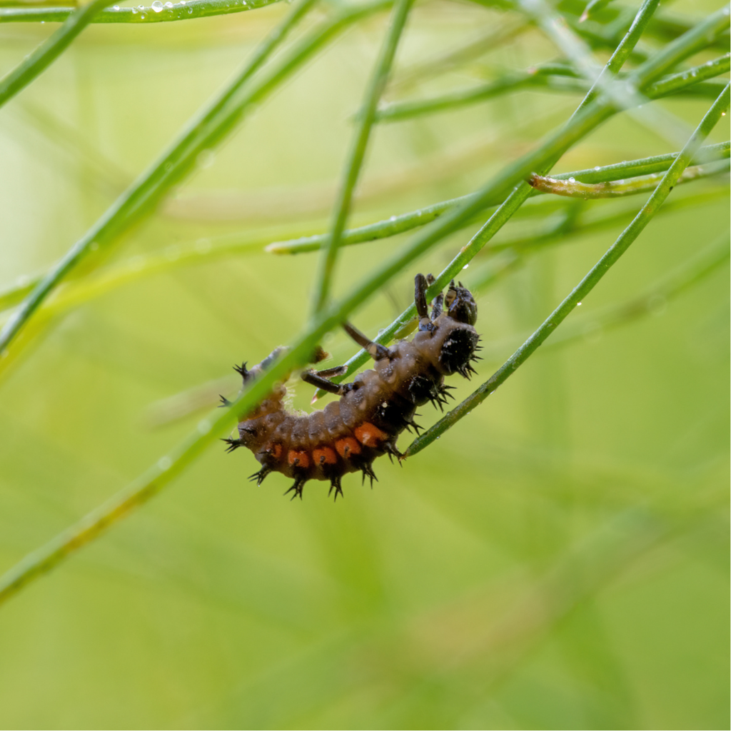 Foeniculum Vulgare