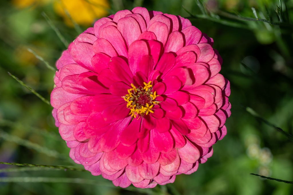 Mélange de Fleurs à Couper, Lettre d'Amour