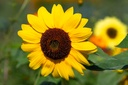 Mélange de Fleurs à Couper, Lettre d'Amour