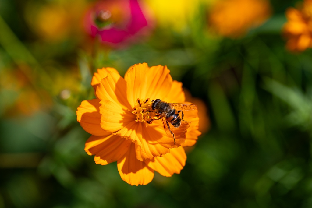 Mélange de Fleurs à Couper, Lettre d'Amour