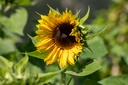 Tournesol