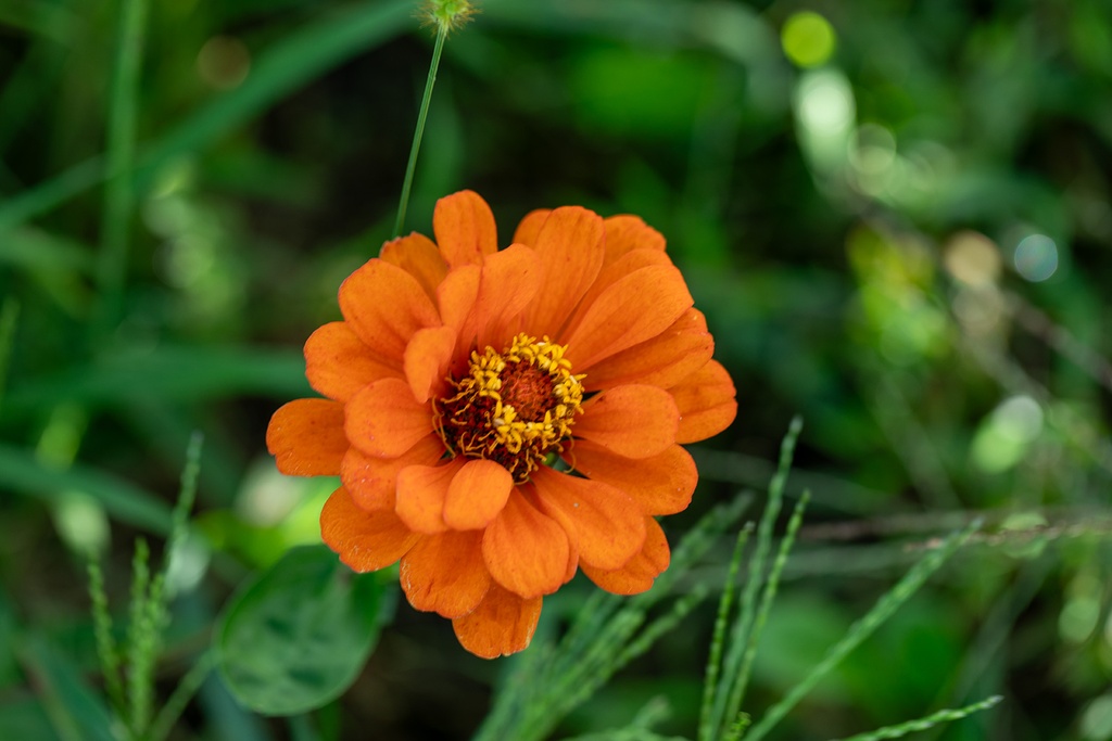 Zinnia 2