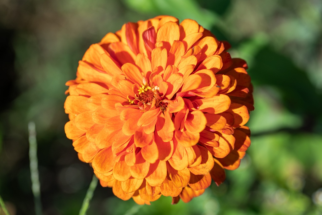 Mélange de fleurs pour papillons