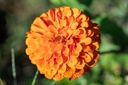 Mélange de fleurs pour papillons