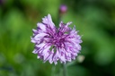 Mélange de fleurs pour papillons