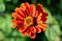 Mélange de fleurs pour papillons