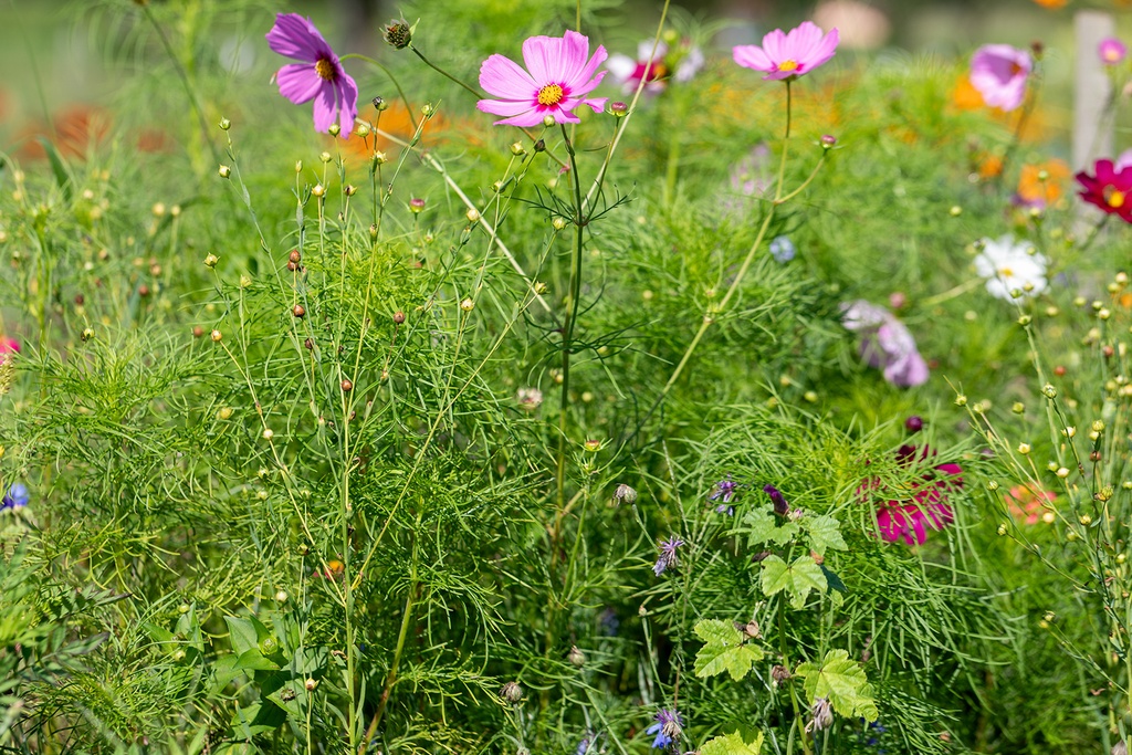 Mélange de Fleurs Mellifères, Nectar Plus