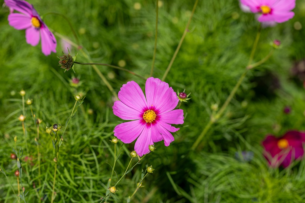 Mélange de Fleurs Mellifères, Nectar Plus