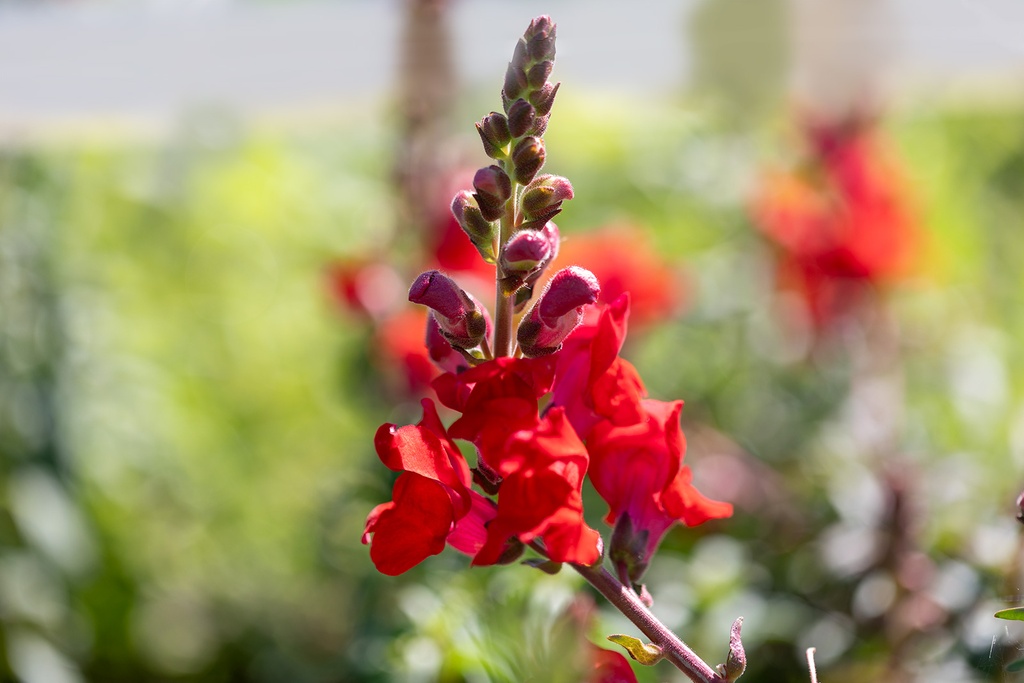 Mélange de fleurs pour coccinelles