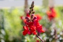 Mélange de fleurs pour coccinelles