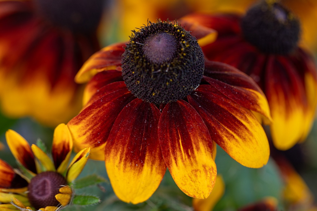 Rudbeckia nain, Mélange de Soleil
