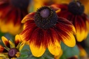 Rudbeckia nain, Mélange de Soleil