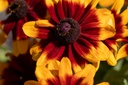 Rudbeckia nain, Mélange de Soleil