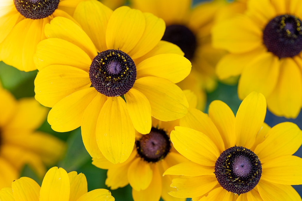 Rudbeckia nain, Mélange de Soleil