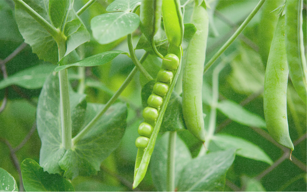 Petit Pois, Wando