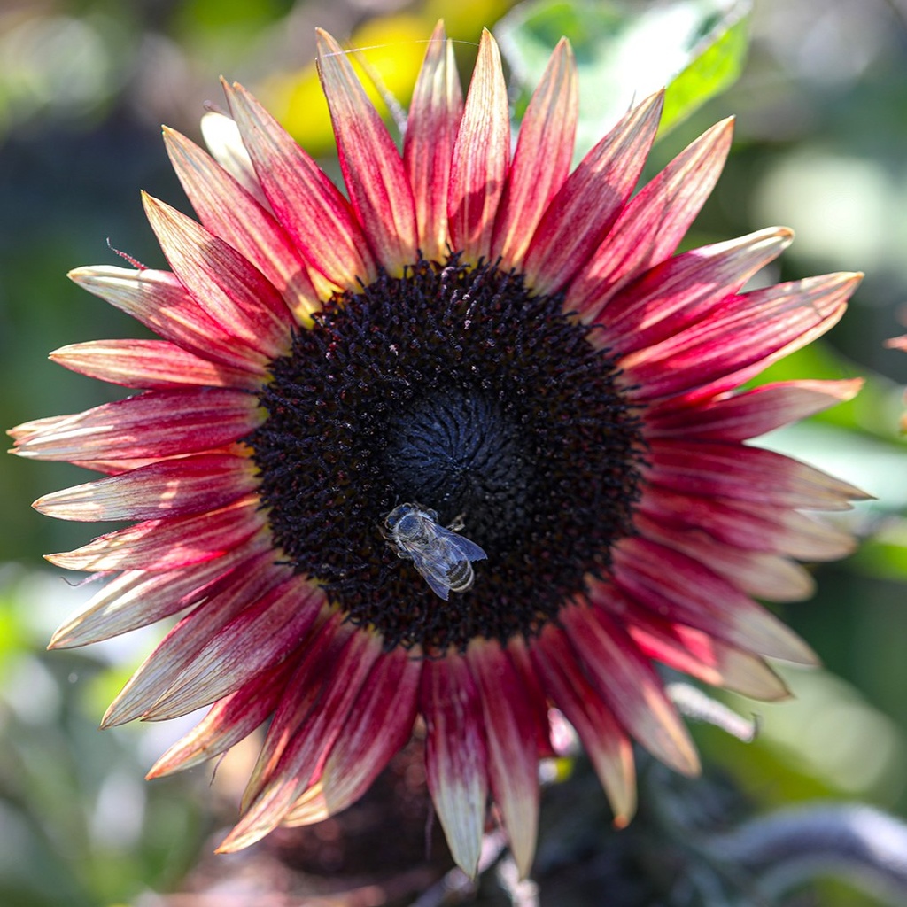 Tournesol, Mini Flamme