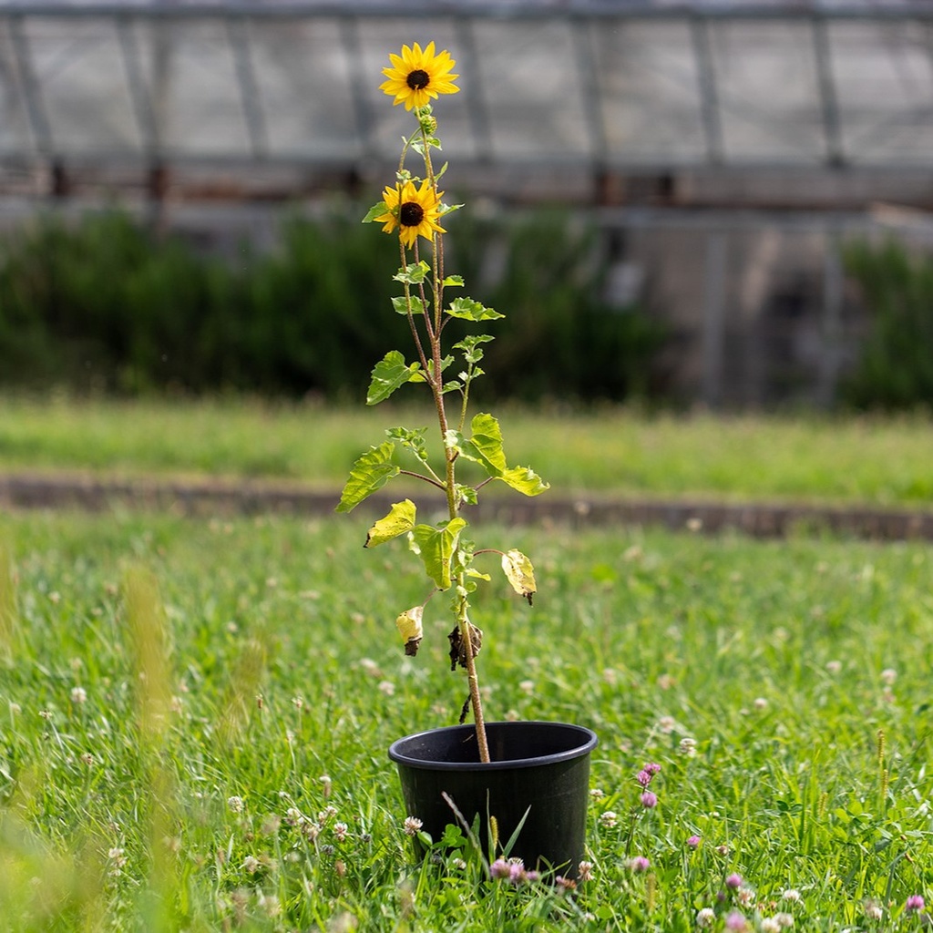 Tournesol, Golden Eye