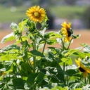 Tournesol Mi-haut, Mélange de couleur