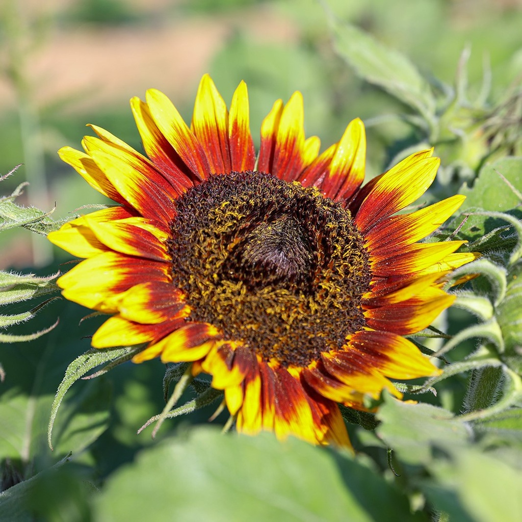 Tournesol, Cercle de Feu