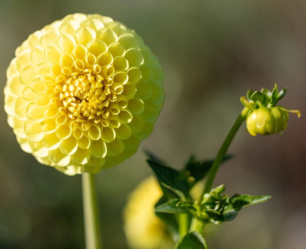 Dahlia, Bonbon Citron