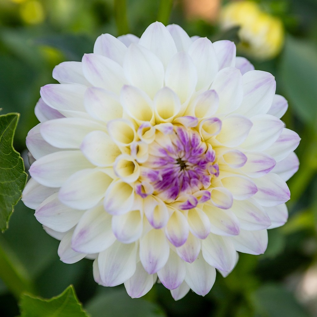Dahlia, Bonbon Vanille