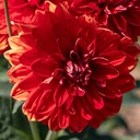 Dahlia, Rubis