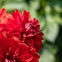 Dahlia, Rubis
