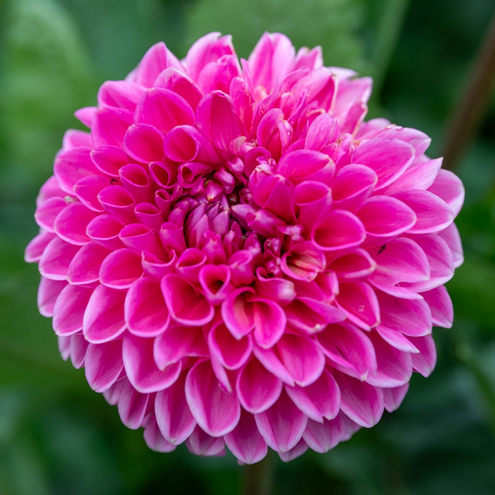 Dahlia, Bonbons Tricolores