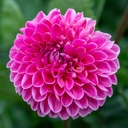 Dahlia, Bonbons Tricolores