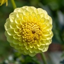 Dahlia, Bonbons Tricolores
