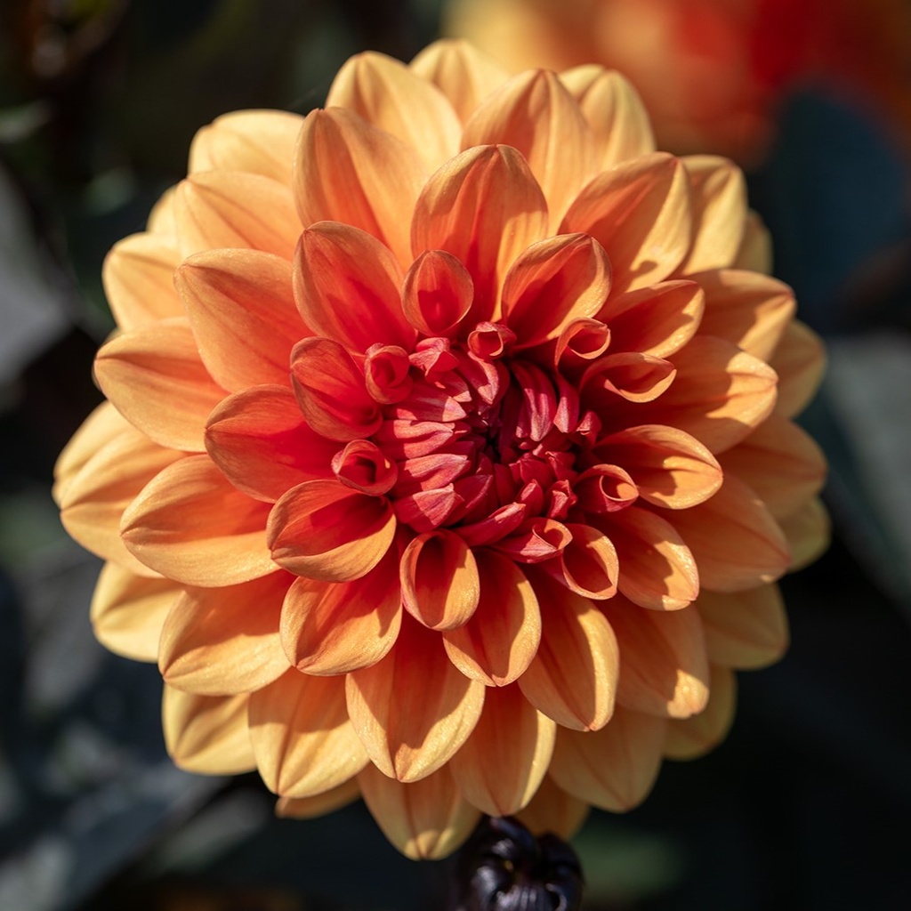 Dahlia, Bonbons Tricolores