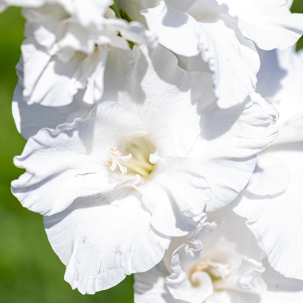 Glaïeul, Blanc