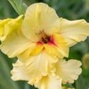 Glaïeul, Jaune