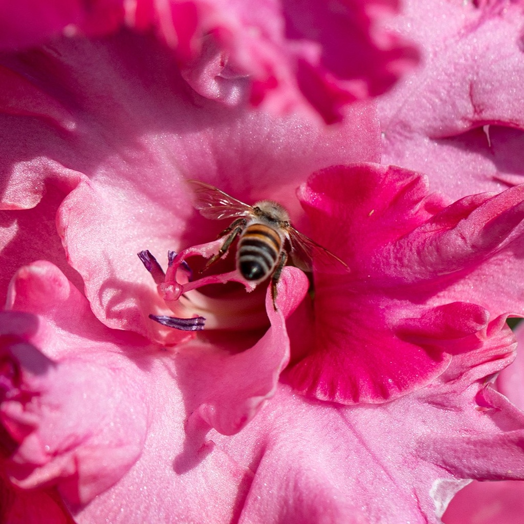 Glaïeul, Rose