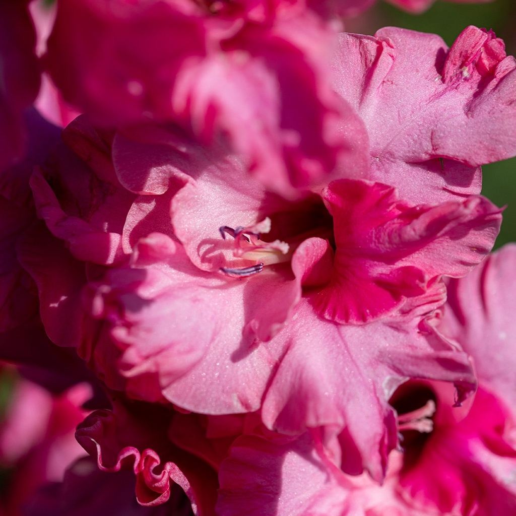 Glaïeul, Rose