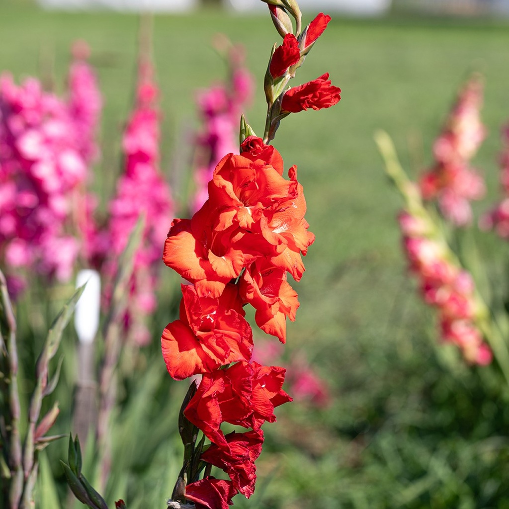 Glaïeul, Rouge
