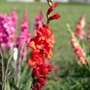 Glaïeul, Rouge