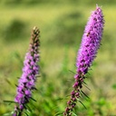 Plume Du Kansas, Violette