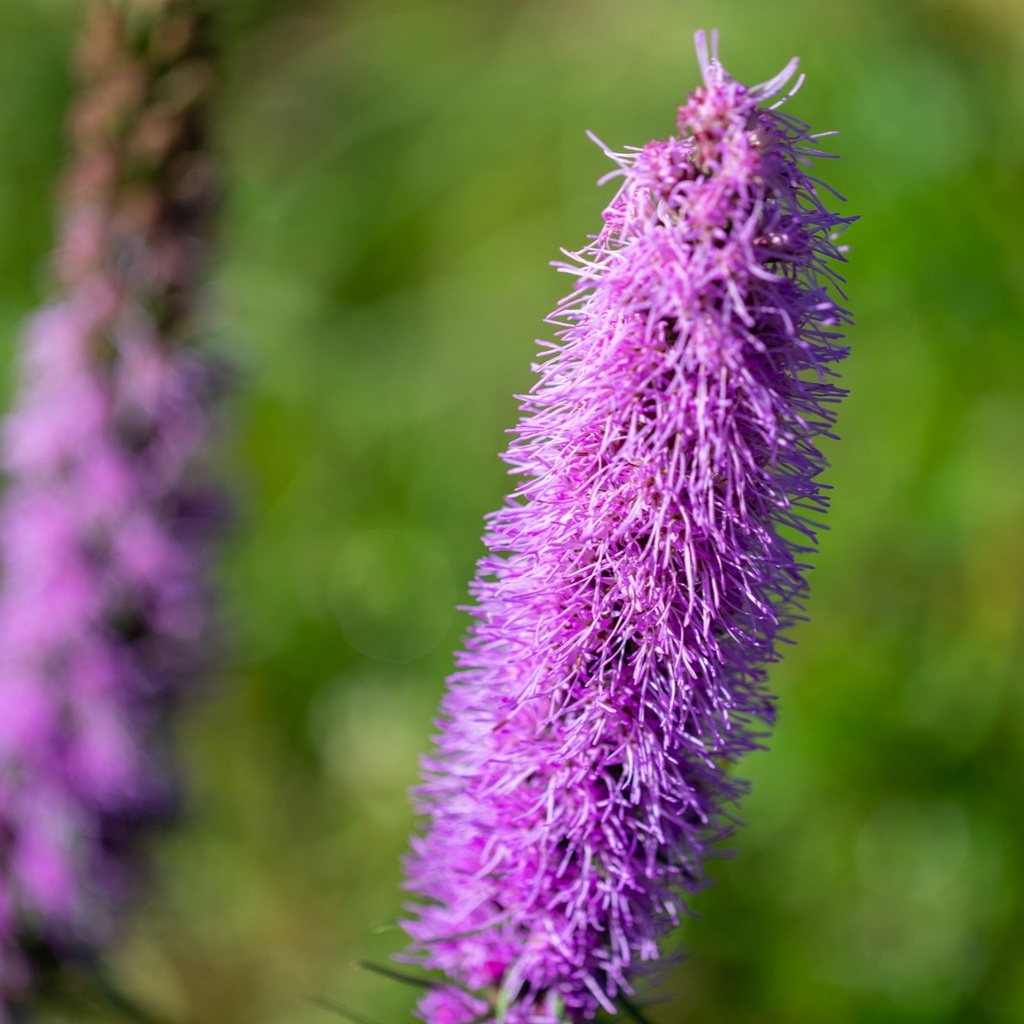 Plume Du Kansas, Violette