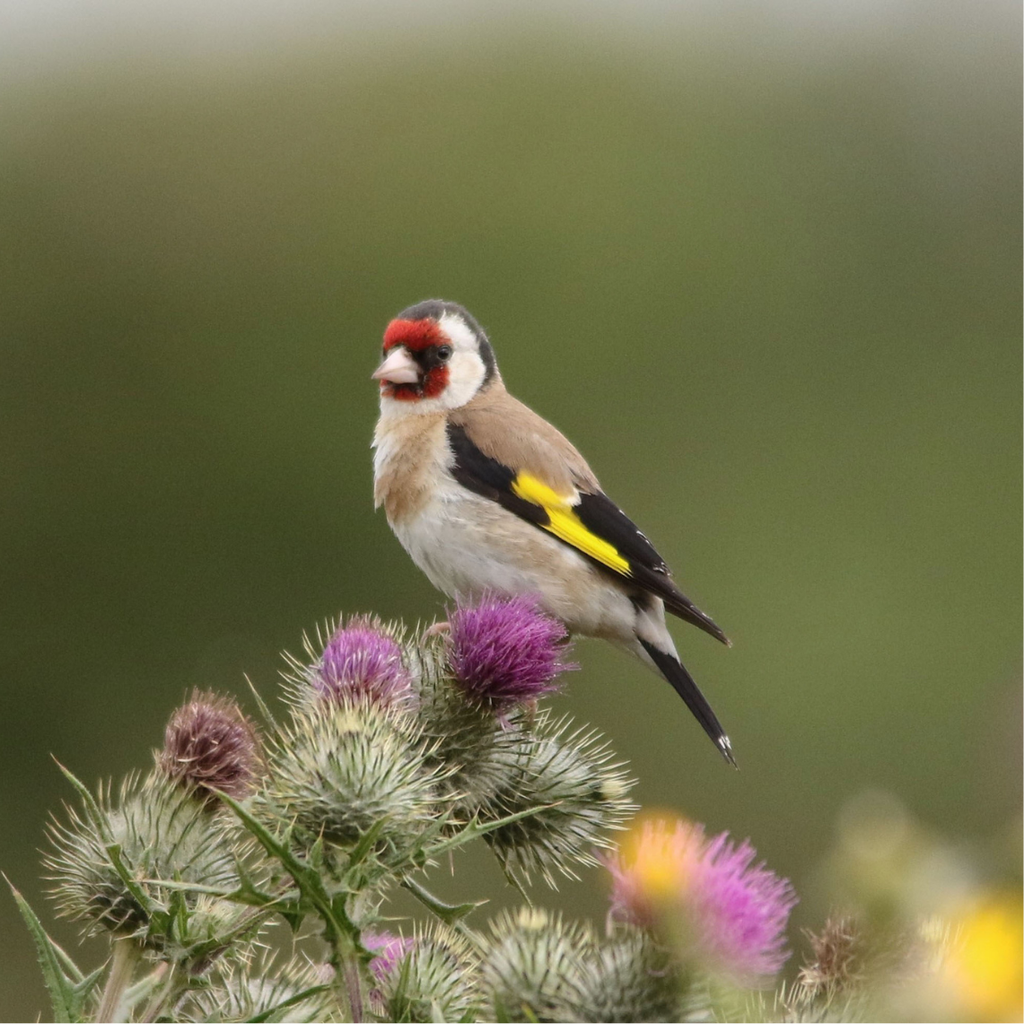 Mélange pour les oiseaux