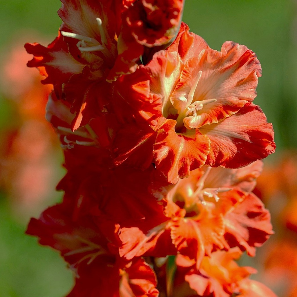 Glaïeul, Orange