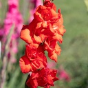 Glaïeul, Rouge