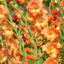 Glaïeul, Orange Corail
