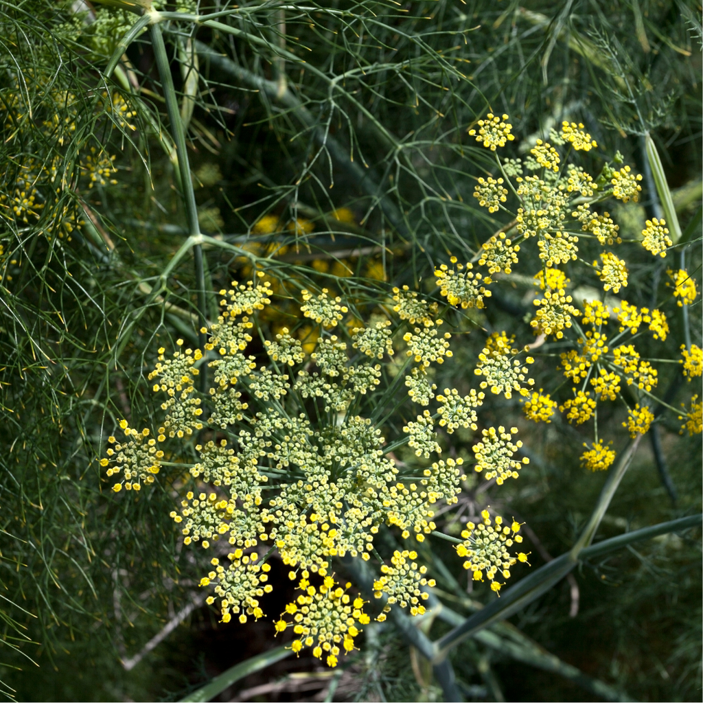 Fenouil Sauvage