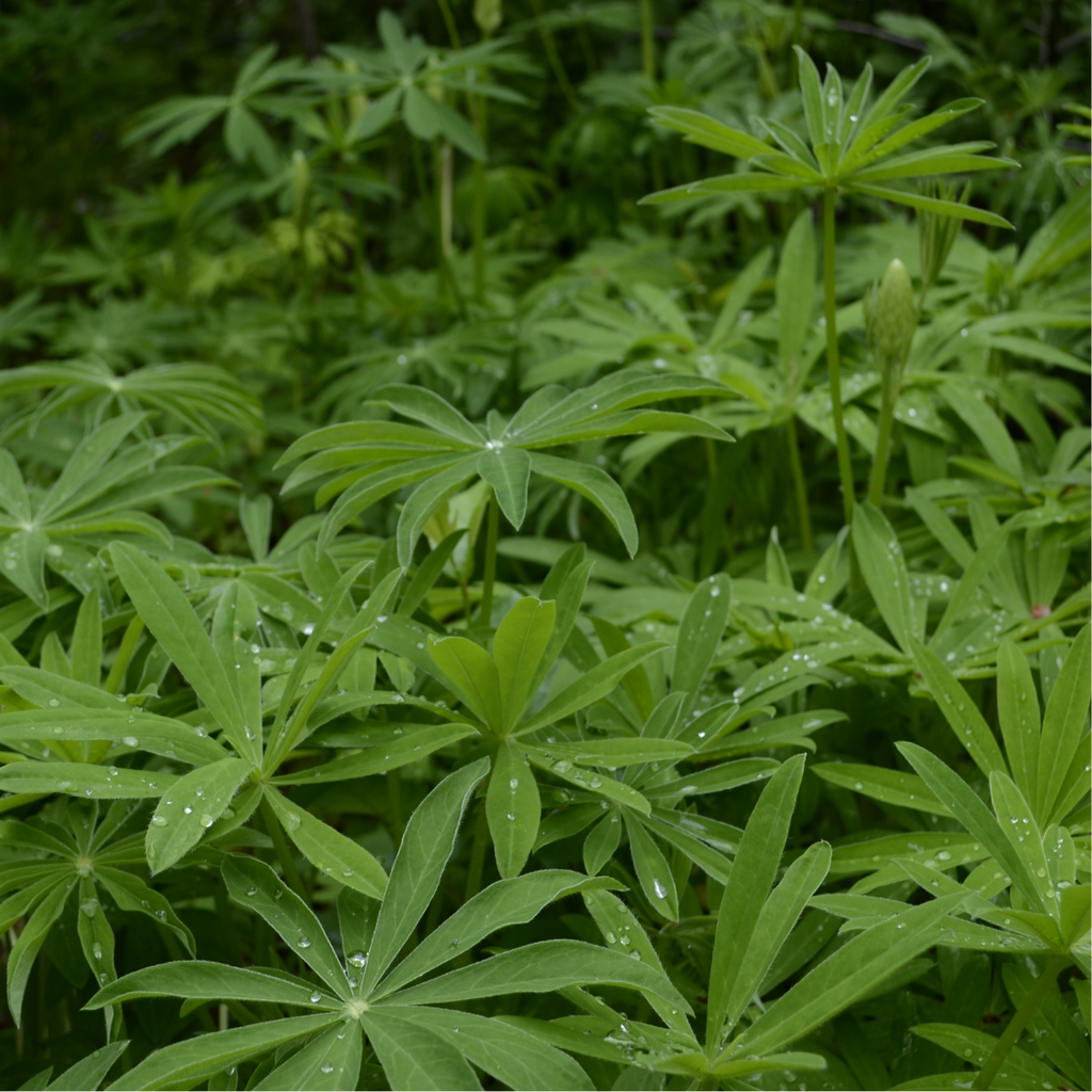 Engrais Vert, Lupin blanc