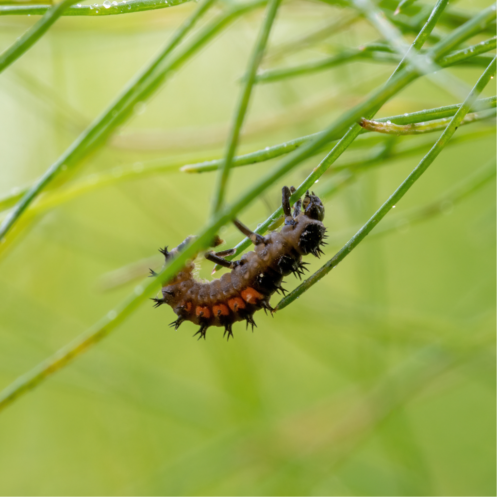 Mélange de fleurs pour coccinelles