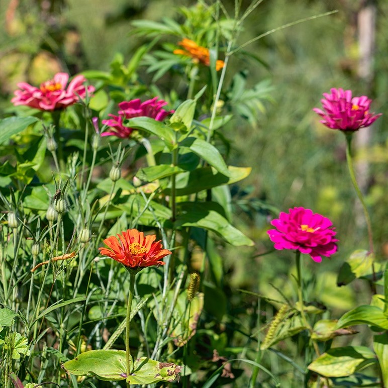 Mélange de fleurs pour papillons